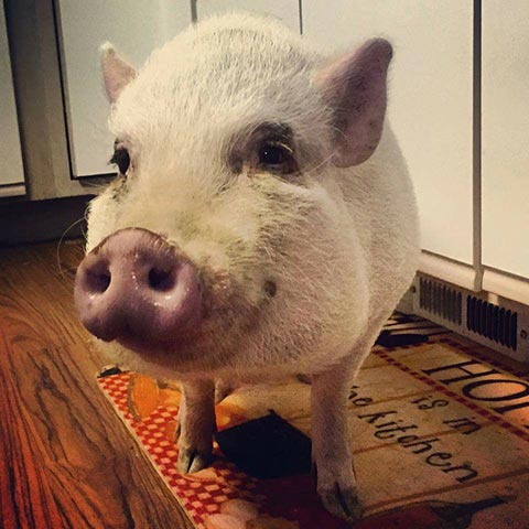 White mini pig standing on a welcome mat.