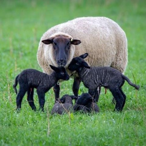 A black-faced ewe with four black lambs in a pasture.