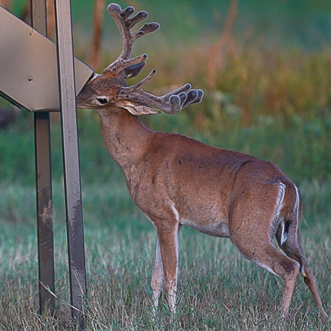 Deer eating from feeder