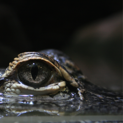Crocodilian eye peering above water