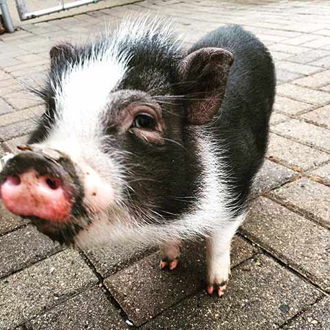 micro mini pig